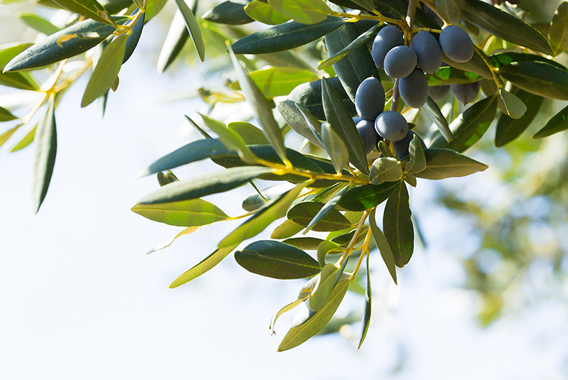 Olive Leaf-Extract