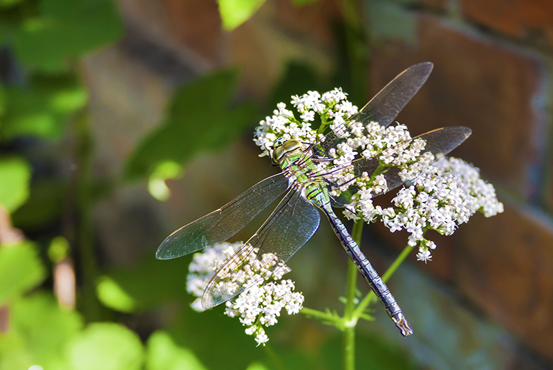 Valerian