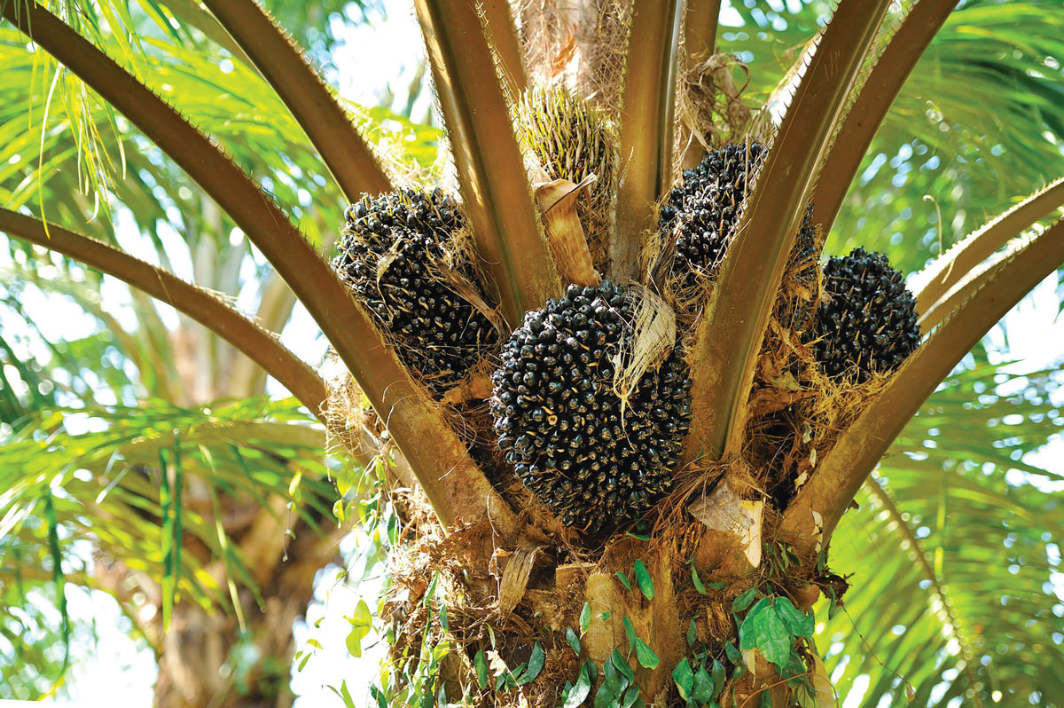 palm fruit